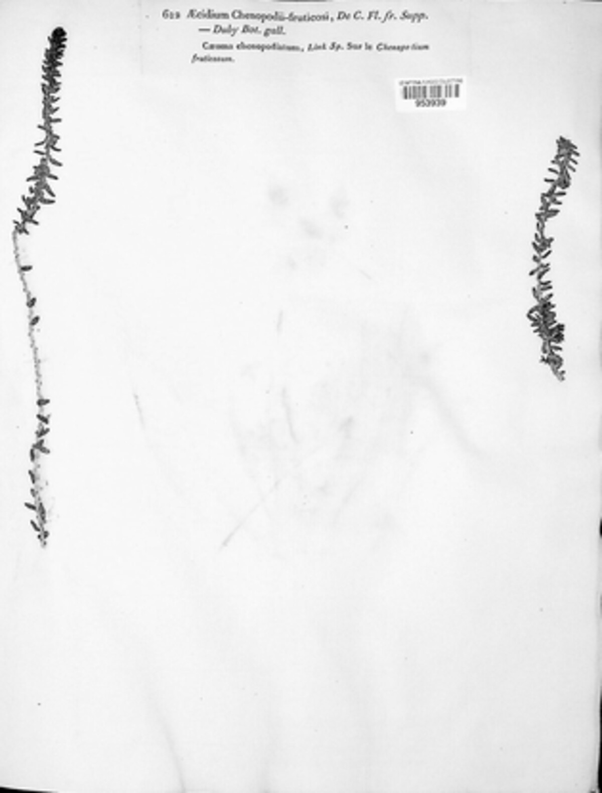 Uromyces chenopodii-fruticosi image